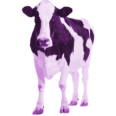 Purple cow illustration representing standing out from the crowd